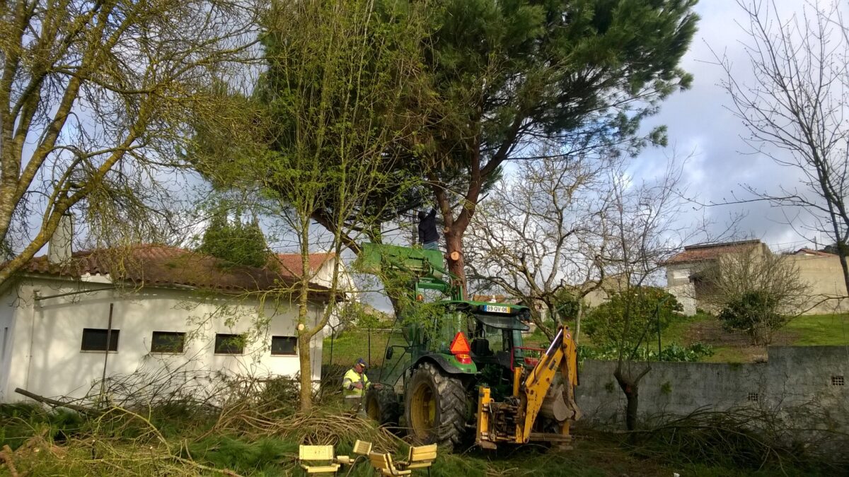 corte_de_pinheiro_do_jardim_de_infancia_da_castanheira